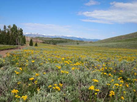 Tushar Mountain Wildflowers