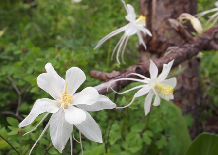 Wild flowers along the Paiute Trail near circleville utah