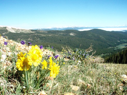 Colorado wildflowers along the Side by Side Trail to Cumberland Pass