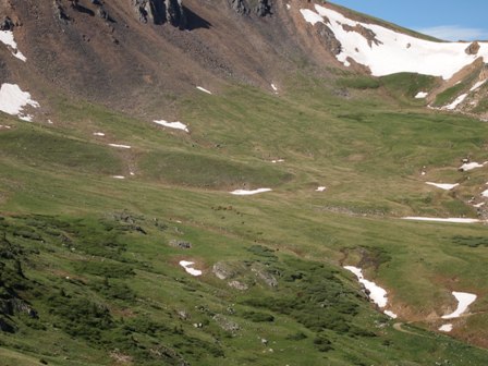 Colorado Elk