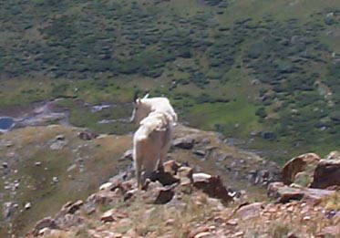 Mountain Goat