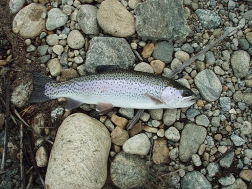 colorado lake trout