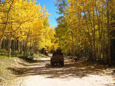 Colorado Aspens