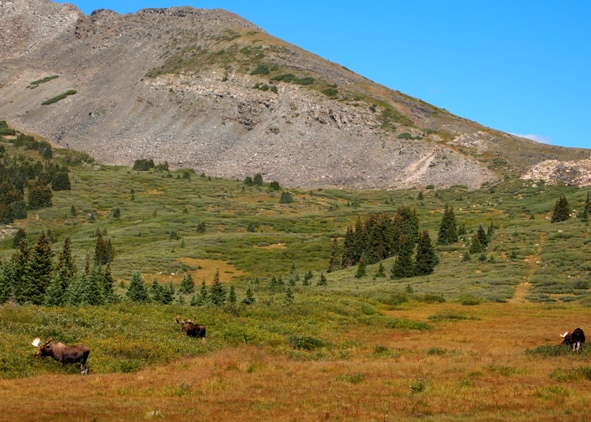 Where to see Moose in Colorado