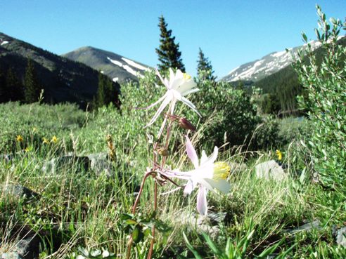 Columbine Flowers near Tincup Pass